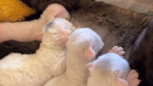 小猫沉浸式吃瓜,一场猫界的热闹“瓜田” 第2张 小猫沉浸式吃瓜,一场猫界的热闹“瓜田” 第2张